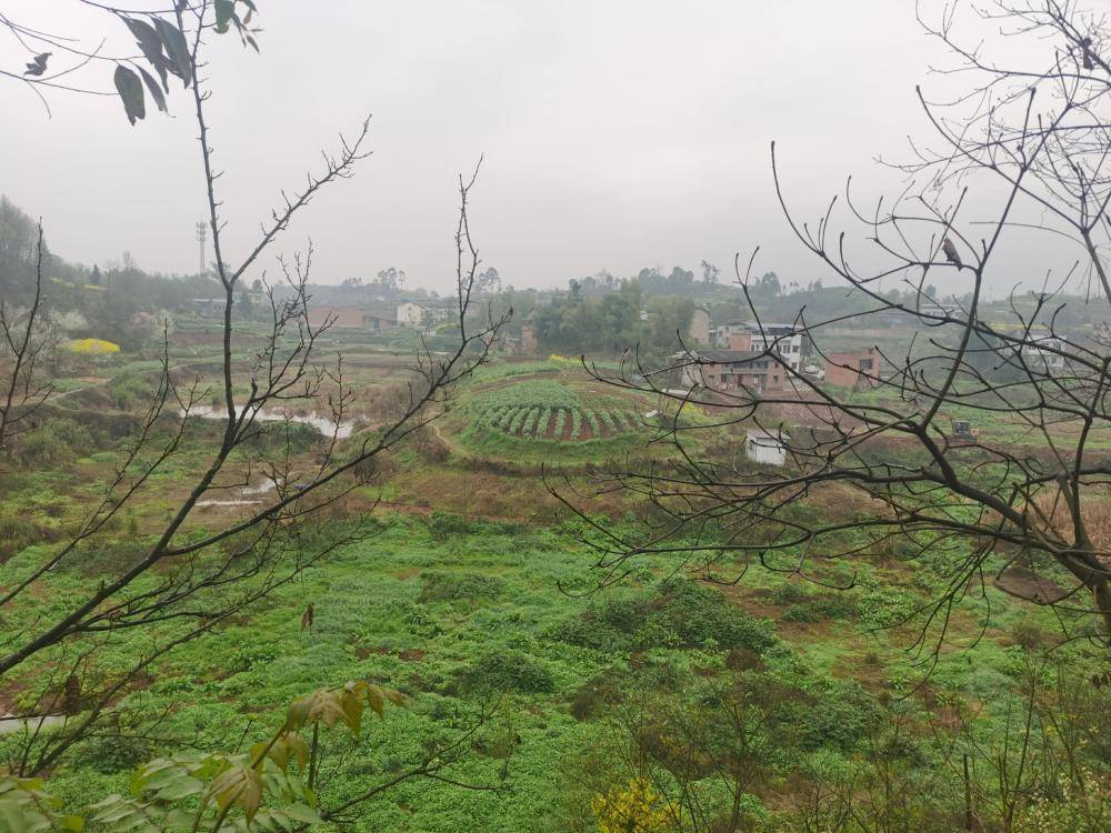 ag mos033皇冠_街道办违法强拆120亩鱼塘ag mos033皇冠，致37万斤鱼损失被判赔380万，回应称无赔付能力可法拍资产抵债