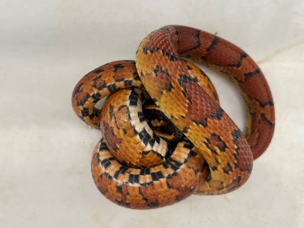 皇冠信用盘在线开户_蛇：是谁给我穿上了丝袜皇冠信用盘在线开户？皇岗海关在婴儿车靠背后方查获用丝袜包裹的活体蛇1条