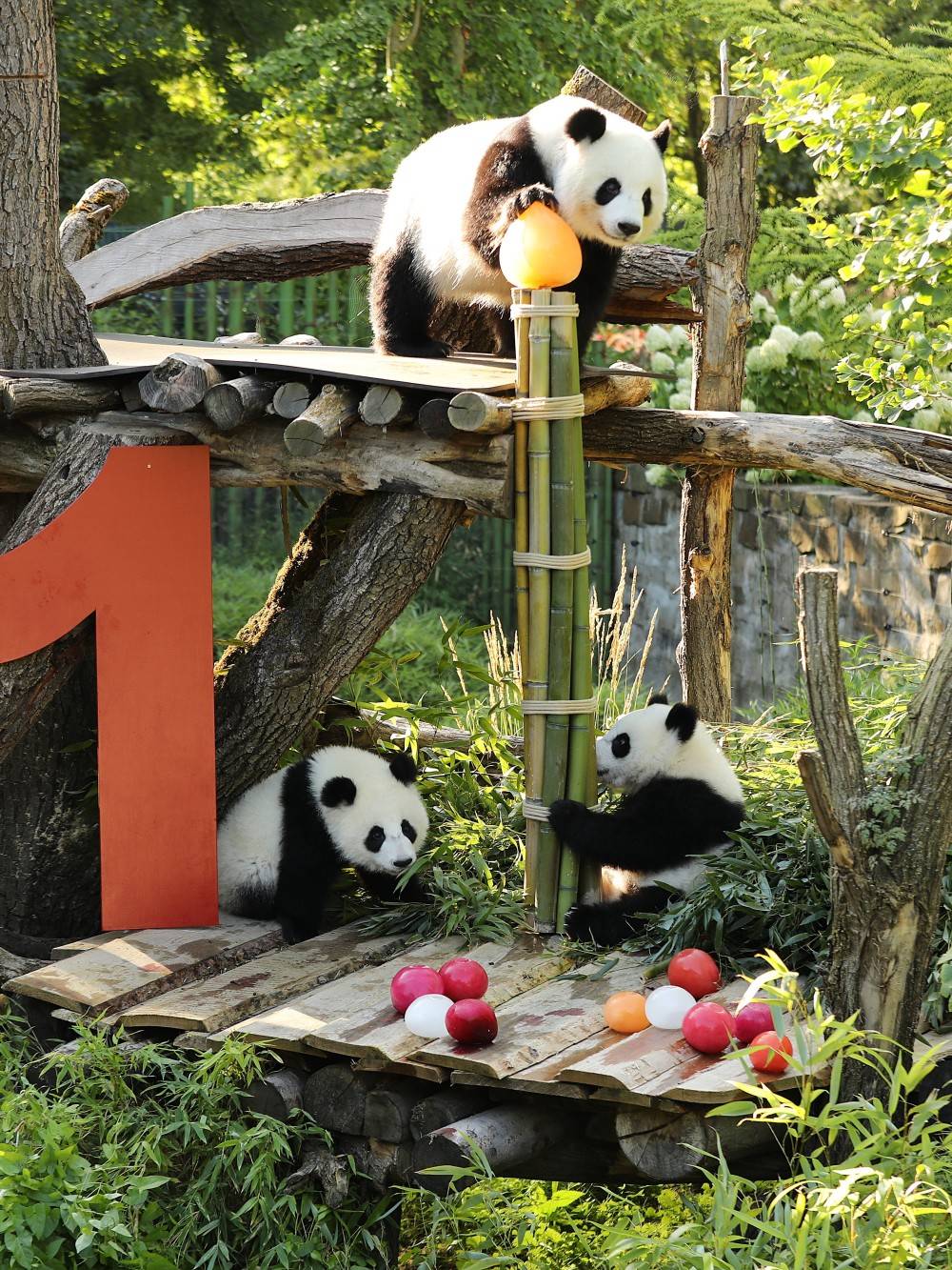 皇冠信用网账号注册_在德出生的第二对大熊猫双胞胎迎来一岁生日