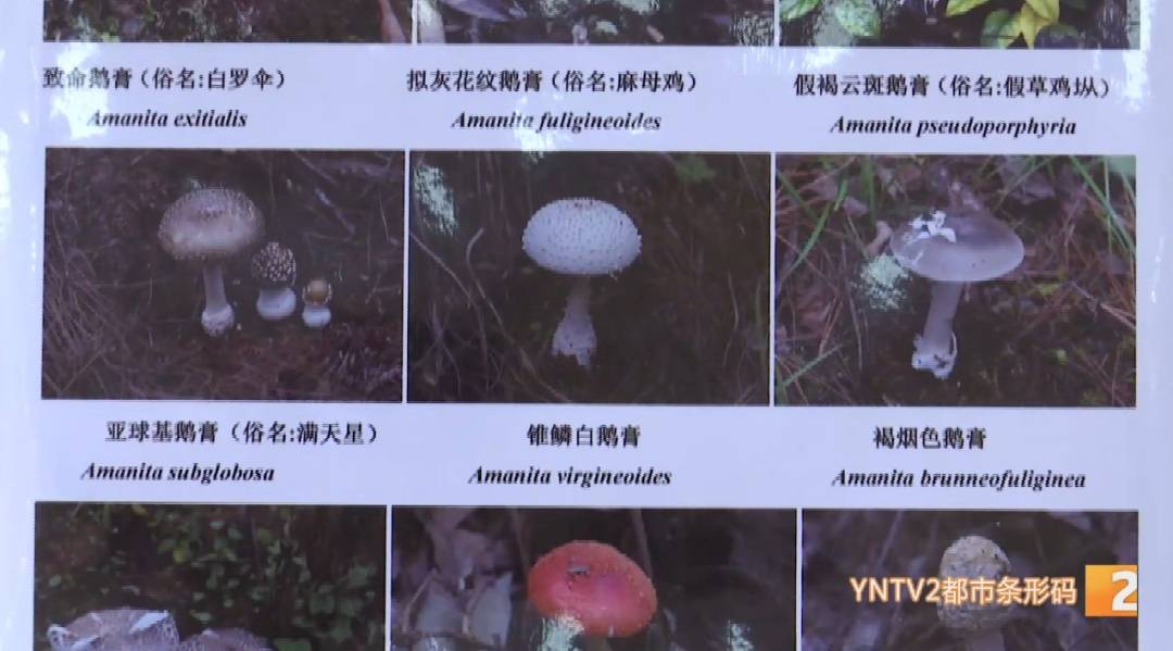 世界杯2026欧洲外围赛_云南毒菌名单公布世界杯2026欧洲外围赛！见手青被“除名”！新增→