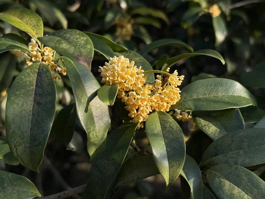 皇冠信用盘开户_上海天气大反转！雨水+冷空气来袭皇冠信用盘开户，气温将骤降...“差不多行了，再热就不礼貌了”