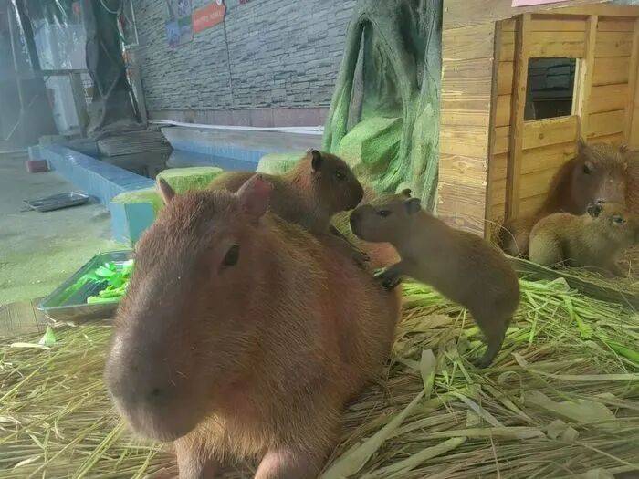 皇冠皇冠代理平台_出生1小时就能独立行走皇冠皇冠代理平台，济南动物园“果果”和“豚豚”的4只新生幼崽，周末和市民见面