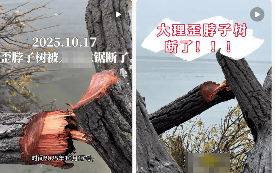 皇冠信用盘在哪里注册_大理洱海摄影师反映网红“歪脖子树”多处被锯 洱海管理局工作人员：情况正在核查