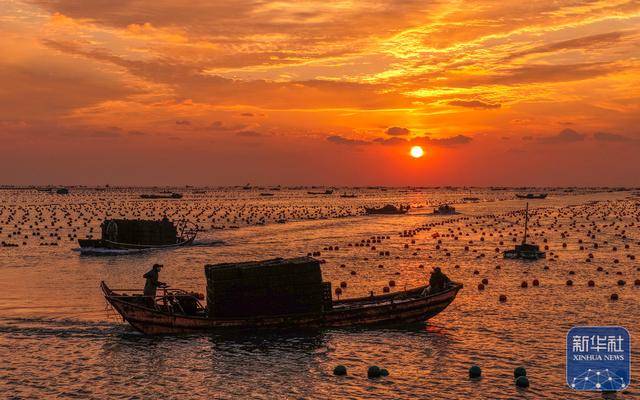 皇冠信用网足球代理_山东荣成：鲍鱼收获忙