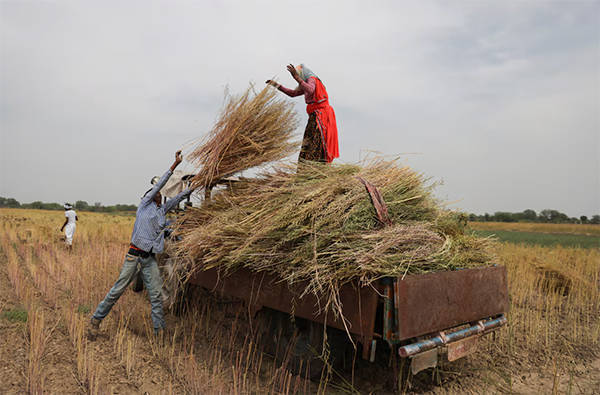 纽卡斯尔 vS 毕尔巴鄂竞技_英媒：中国采购量破纪录纽卡斯尔 vS 毕尔巴鄂竞技，推动印度油菜籽种植面积创历史新高