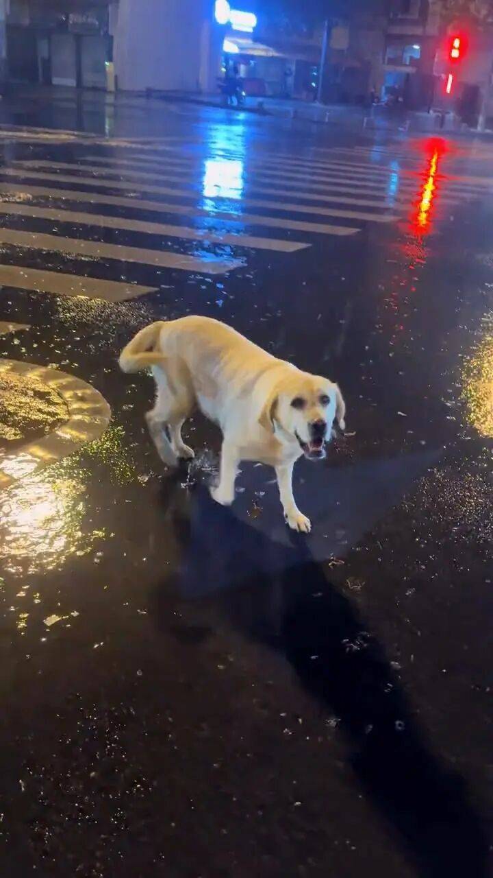 皇冠信用网怎么代理_青岛一只拉布拉多犬走失三月后皇冠信用网怎么代理，长沙街头被网友发现并收留，目前犬只已被送回犬主身边