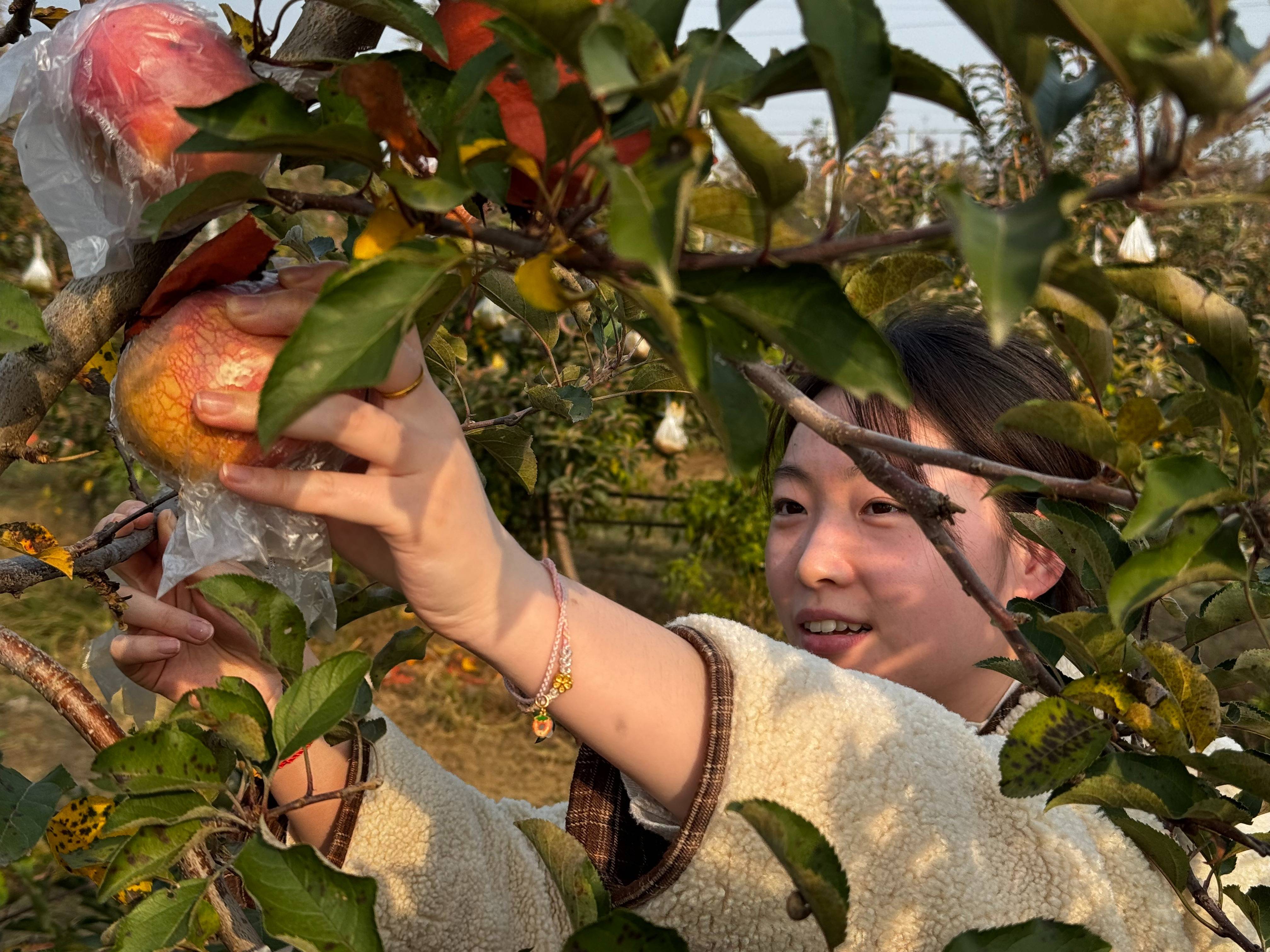 皇冠信用代理出租_“淮北为啥不种橘子皇冠信用代理出租？”果农：因为我们有更甜的王牌