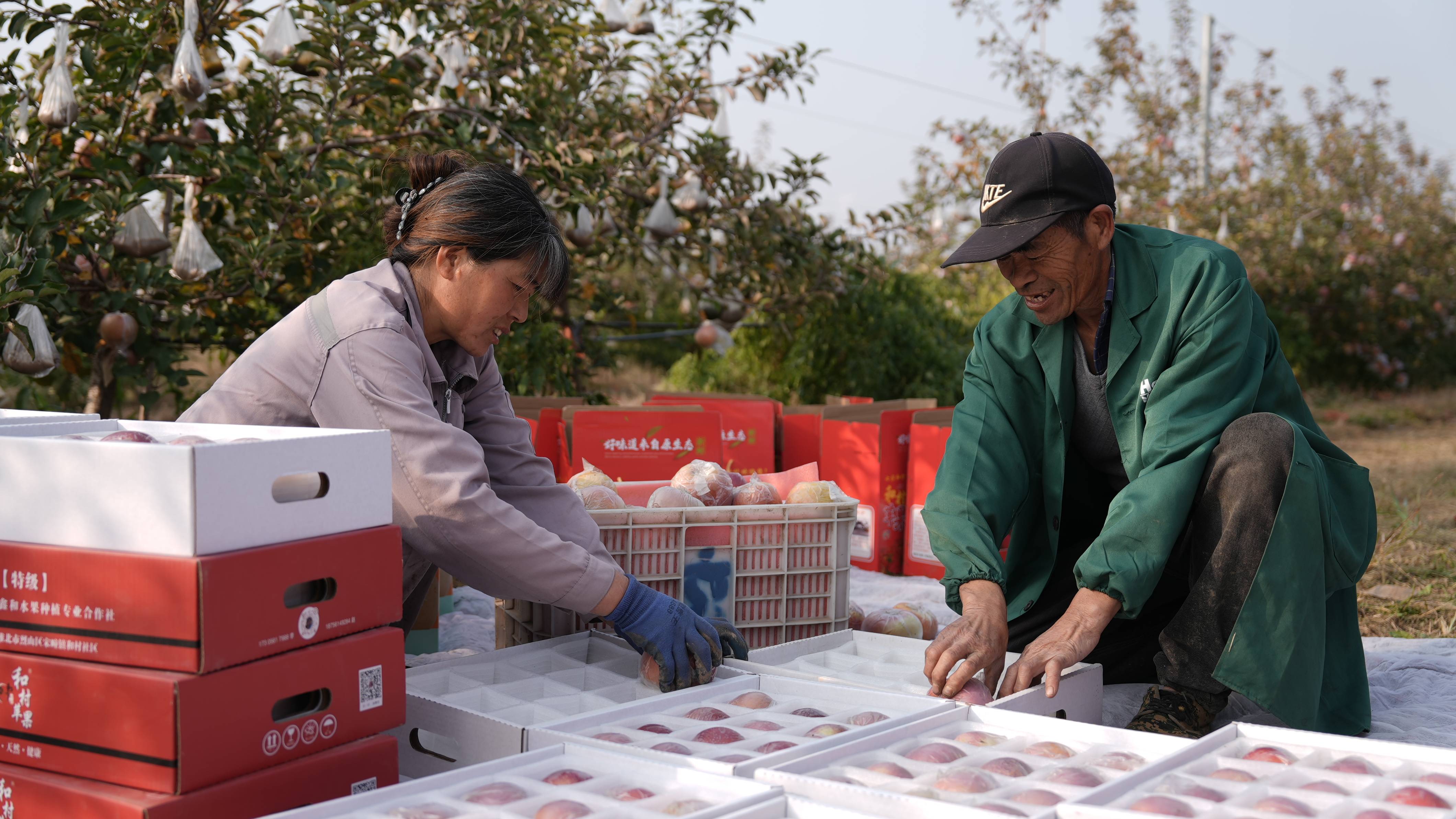 皇冠信用代理出租_“淮北为啥不种橘子皇冠信用代理出租？”果农：因为我们有更甜的王牌