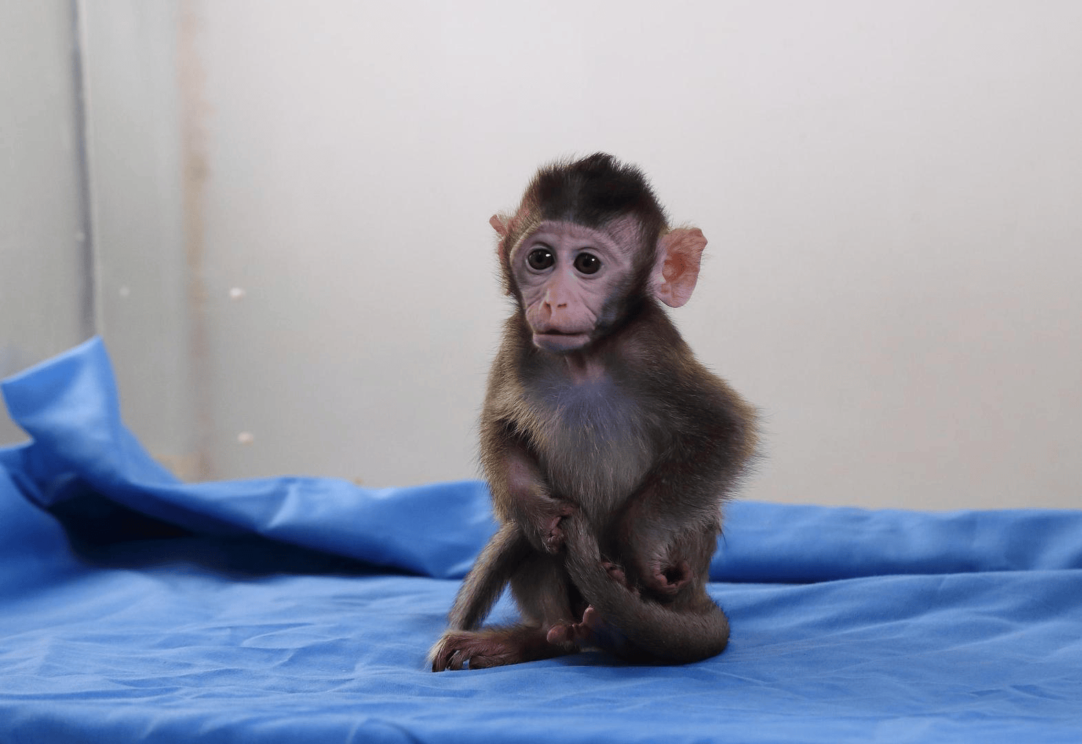 皇冠信用網出租代理
_有价无猴!实验猴价格暴涨皇冠信用網出租代理
,有猴场明年的猴都被订光,繁殖率已跟不上|调查