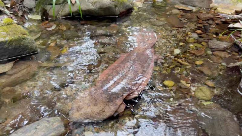 皇冠信用網开户_江西宜春：河道现16斤野生娃娃鱼 多方联动救助成功放生