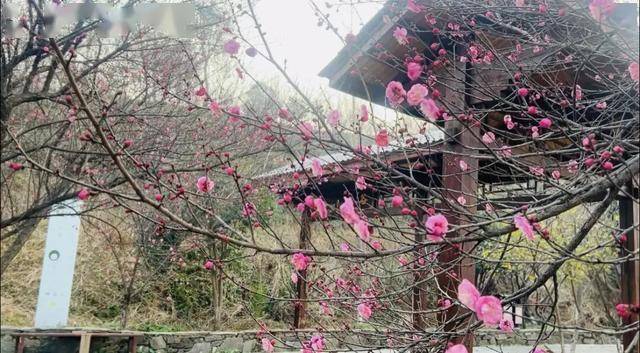 皇冠信用网需要押金吗_太突然！武汉正大量出现皇冠信用网需要押金吗，不用等到春节