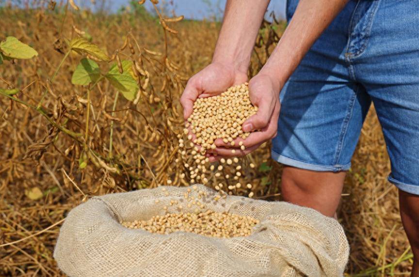 皇冠信用网登123出租_特朗普还没登机皇冠信用网登123出租，中国买800万吨美国大豆，美媒争相“报喜”，实则中美角色已互换