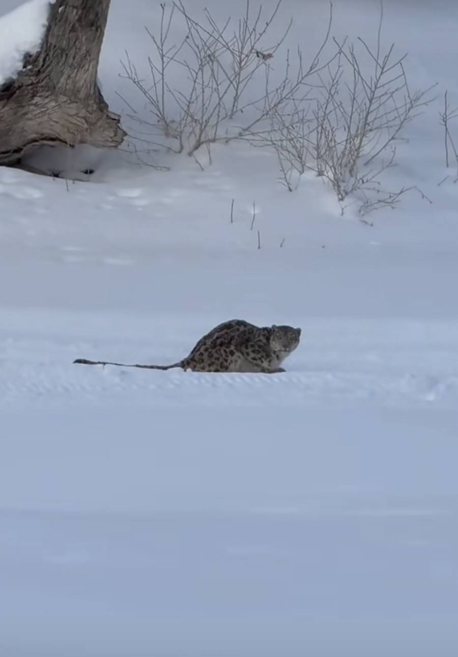 皇冠信用网代理出租_官方通报“可可托海雪豹伤人”：一游客返回宾馆途中被咬皇冠信用网代理出租，已送医，伤情平稳