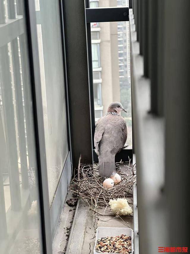 皇冠c盘_长沙市民节后返城家中意外“添丁”皇冠c盘，珠颈斑鸠安家阳台孵幼雏