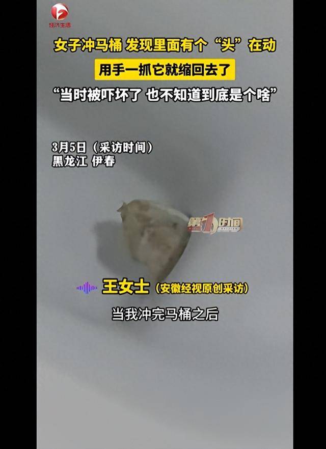 皇冠会员如何申请
_女子冲马桶发现异物冲不走皇冠会员如何申请
,误以为是塑料布伸手去捞,竟会往回缩,反复两次才发现是活物